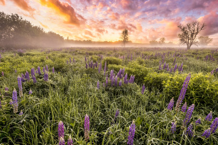 Sunrise on a field covered with flowering lupines in spring or early summer season with fog and cloudy sky in morning.の写真素材