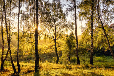 A scene of sunrise in a birch forest on a sunny summer morning with fog. Landscape.の写真素材
