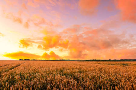 Scene of twilight on the field with young rye or wheat in the summer with a cloudy sky background....