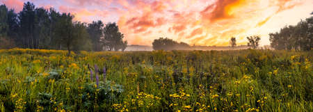 Twilight on a field covered with wild flowers in a summer season with fog and trees on a background in morning. Landscape.の写真素材