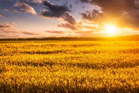 Sunset or sunrise on a rye field with golden ears and a dramatic cloudy sky.の写真素材
