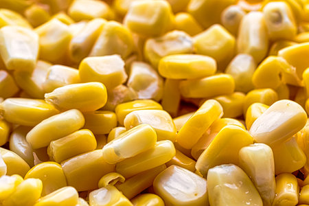 The texture of yellow uncooked corn kernels. Vegetarian food.の写真素材
