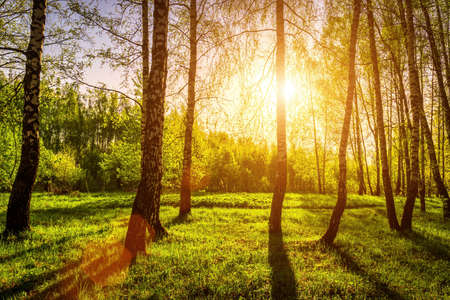 Sun rays cutting through birch trunks in a grove at sunset or sunrise in spring.の写真素材
