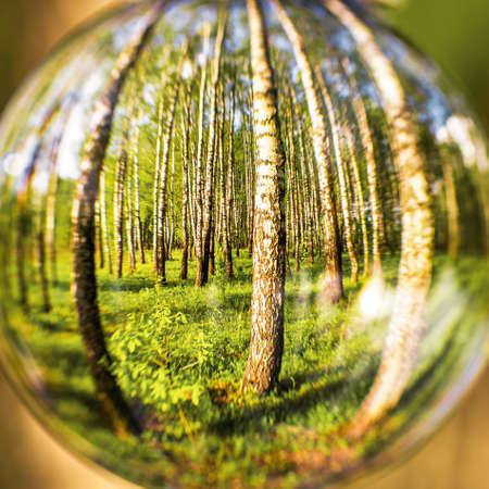 Birch forest reflected in a crystal ball. Concept of nature, environmental protection and relaxation on the nature.の写真素材