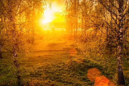 Sunrise or sunset in a spring birch forest with rays of sun shining through tree trunks by shadows and young green grass. Misty morning landscape.の写真素材