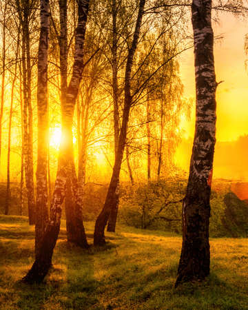 Sunrise or sunset in a spring birch forest with rays of sun shining through tree trunks by shadows and young green grass. Misty morning landscape.の写真素材