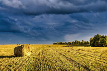 A field of golden haystacks on an autumn day, illuminated by sunlight, with rain clouds in the sky.の写真素材
