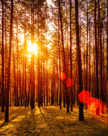 Sunset or sunrise in the autumn pine forest. Sunbeams shining between tree trunks.の写真素材