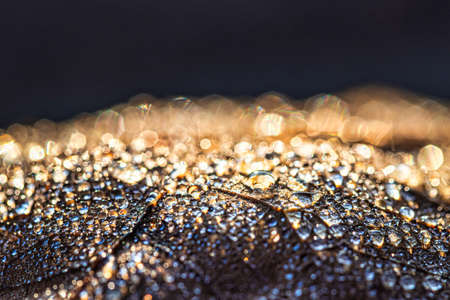 Dew drops on an autumn fallen leaf, shimmering in the sun, shot in close-up with bokeh. Abstract macro autumn background.の写真素材