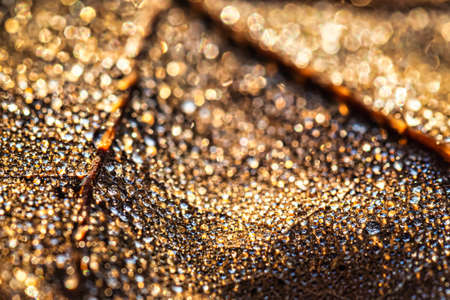 Dew drops on an autumn fallen leaf, shimmering in the sun, shot in close-up with bokeh. Abstract macro autumn background.の写真素材