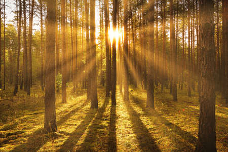 Sunset or sunrise in the autumn pine forest. Sunbeams shining between tree trunks.の写真素材