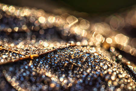 Dew drops on an autumn fallen leaf, shimmering in the sun, shot in close-up with bokeh. Abstract macro autumn background.の写真素材
