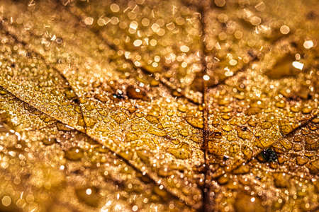 Dew drops on an autumn fallen leaf, shimmering in the sun, shot in close-up with bokeh. Abstract macro autumn background.の写真素材