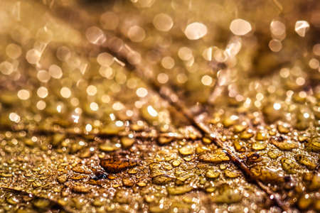 Dew drops on an autumn fallen leaf, shimmering in the sun, shot in close-up with bokeh. Abstract macro autumn background.の写真素材