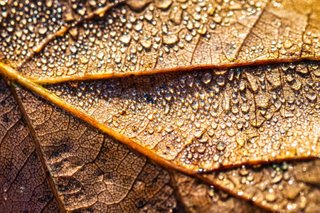 Dew drops on an autumn fallen leaf, shimmering in the sun, shot in close-up with bokeh. Abstract macro autumn background.の写真素材