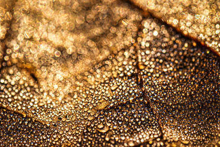 Dew drops on an autumn fallen leaf, shimmering in the sun, shot in close-up with bokeh. Abstract macro autumn background.の写真素材