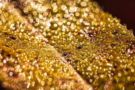 Dew drops on an autumn fallen leaf, shimmering in the sun, shot in close-up with bokeh. Abstract...