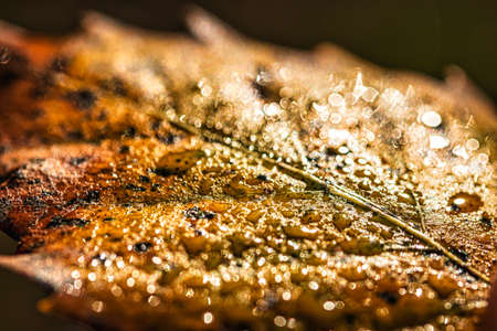 Dew drops on an autumn fallen leaf, shimmering in the sun, shot in close-up with bokeh. Abstract macro autumn background.の写真素材