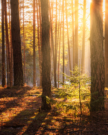 Sunbeams illuminating the trunks of pine trees at sunset or sunrise in an autumn or early winter pine forest.の写真素材