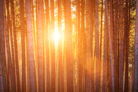 Sunbeams illuminating the trunks of pine trees at sunset or sunrise in an autumn or early winter...