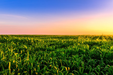 Rows of young corn in an agricultural field at sunset or sunrise. Rural landscape.の写真素材