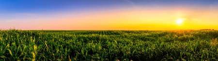 Rows of young corn in an agricultural field at sunset or sunrise. Rural landscape.の写真素材