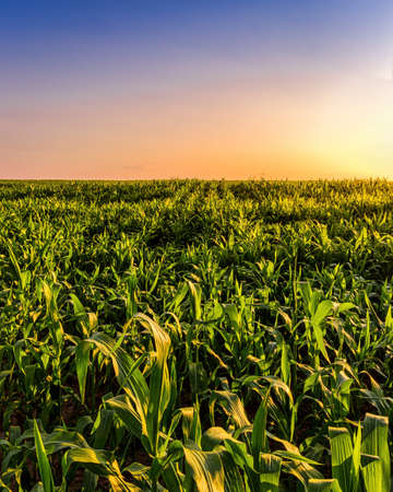 Rows of young corn in an agricultural field at sunset or sunrise. Rural landscape.の写真素材