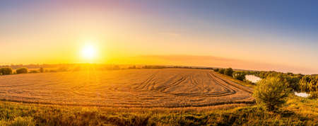 Top view of a sunset or sunrise in an agricultural field with ears of young golden rye on a sunny day. Rural panorama.の写真素材