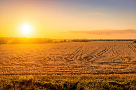 Top view of a sunset or sunrise in an agricultural field with ears of young golden rye on a sunny...