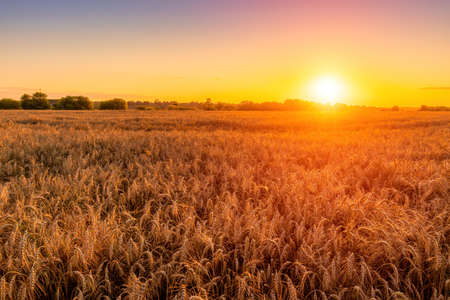 Sunset or sunrise in an agricultural field with ears of young golden rye on a sunny day. Rural landscape.の写真素材