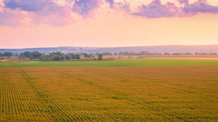 Top view to the rows of young corn in an agricultural field at twilight. Rural landscape.の写真素材