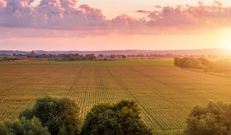 Top view to the rows of young corn in an agricultural field at twilight. Rural landscape.の写真素材