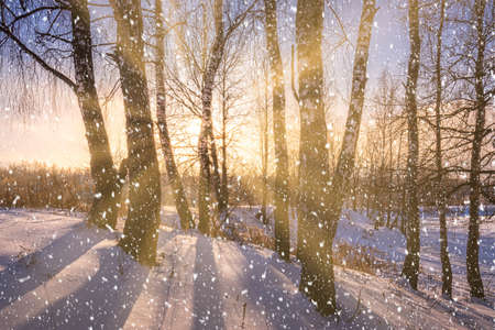 Sunset or sunrise in a birch grove with a falling snow. Rows of birch trunks with the sun's rays passing through them. Snowfall.の写真素材