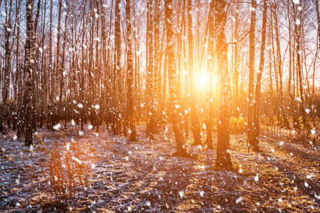 Sunset or sunrise in a birch grove with a falling snow. Rows of birch trunks with the sun's rays passing through them. Snowfall.の写真素材