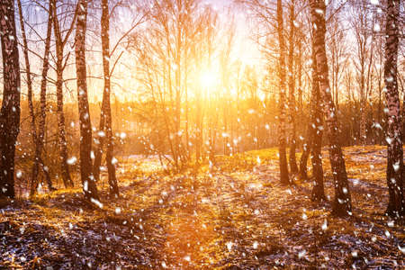 Sunset or sunrise in a birch grove with a falling snow. Rows of birch trunks with the sun's rays passing through them. Snowfall.の写真素材