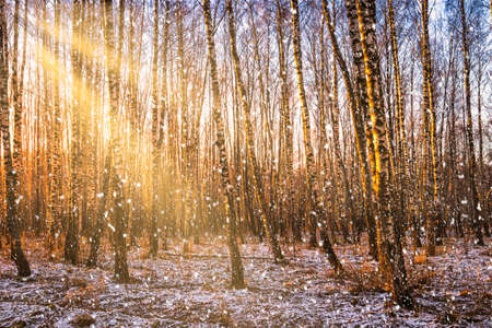 Sunset or sunrise in a birch grove with a falling snow. Rows of birch trunks with the sun's rays passing through them. Snowfall.の写真素材