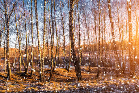 Sunset or sunrise in a birch grove with a falling snow. Rows of birch trunks with the sun's rays passing through them. Snowfall.の写真素材