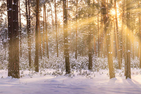 Sunset or sunrise in the winter pine forest covered with a snow. Rows of pine trunks with the sun's rays passing through them. Snowfall.の写真素材