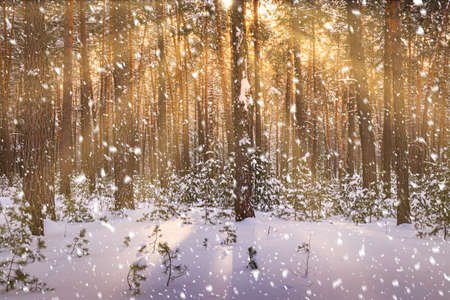 Sunset or sunrise in the winter pine forest with falling snow. Rows of pine trunks with the sun's rays passing through them. Snowfall.の写真素材