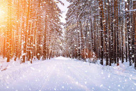 Automobile road through a pine winter forest covered with snow on a clear sunny day. Pines along the edges of the road. Snowfall.の写真素材