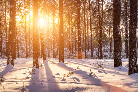 Sunset or sunrise in the winter pine forest covered with a snow. Rows of pine trunks with the sun's rays passing through them. Snowfall.の写真素材