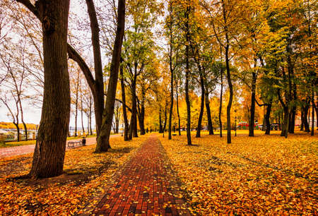 Golden autumn in a city park with trees and fallen yellow leaves on a cloudy day.の写真素材