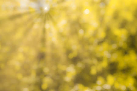 Blurred bokeh background image of bright yellow foliage and sunbeams in autumn. Abstract backdrop for design.の写真素材