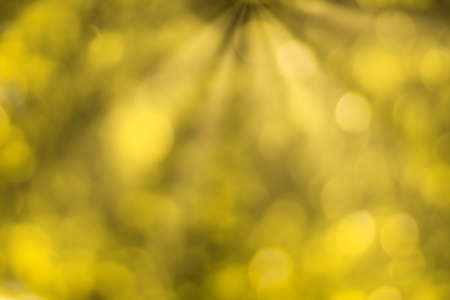 Blurred bokeh background image of bright yellow foliage and sunbeams in autumn. Abstract backdrop for design.の写真素材