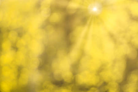 Blurred bokeh background image of bright yellow foliage and sunbeams in autumn. Abstract backdrop for design.の写真素材