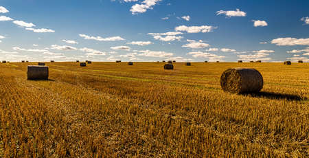 Scene with haystacks on the field in autumn sunny day. Rural landscape with cloudy sky background....