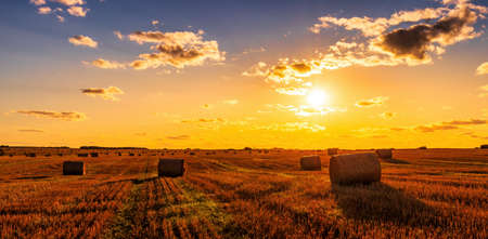 A field with haystacks on an autumn evening with a cloudy sky in the background at sunset or sunrise. Procurement of animal feed in agriculture.の写真素材