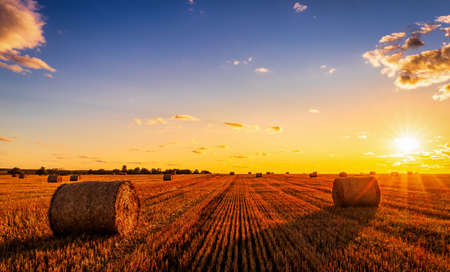 A field with haystacks on an autumn evening with a cloudy sky in the background at sunset or sunrise. Procurement of animal feed in agriculture.の写真素材