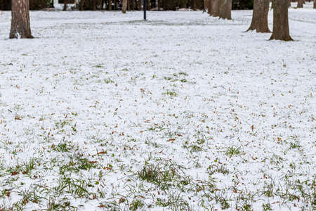 First snow on brown fallen leaves and green grass in the park in late autumn or early winter.