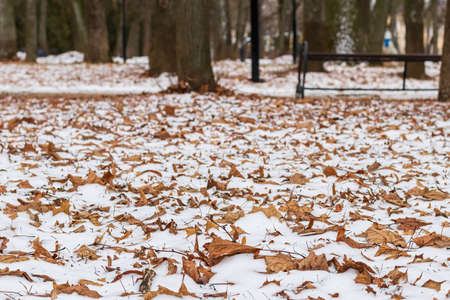 First snow on brown fallen leaves in the park in late autumn or early winter.の写真素材